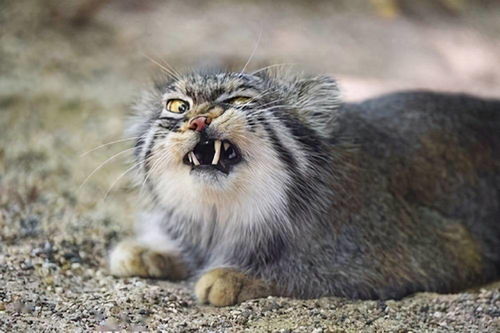 自然探秘所猫科动物表情包新晋鼻祖兔狲