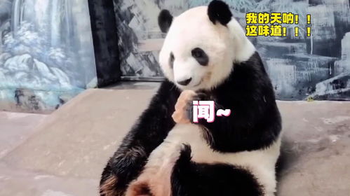 窝头究竟啥味道熊猫吃出表情包咬下去的是人情,吐出来是事故