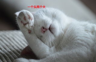 表情包心情简单猫咪