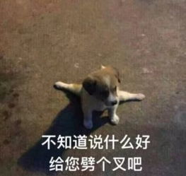 你睡着的时候,狗狗竟然做了这些令人喷饭的怪事...