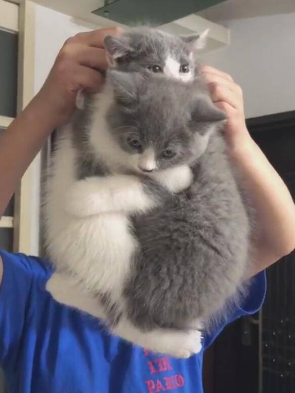 两只猫咪抱在一起,主人强行分开,拆散鸳鸯丝毫不留情