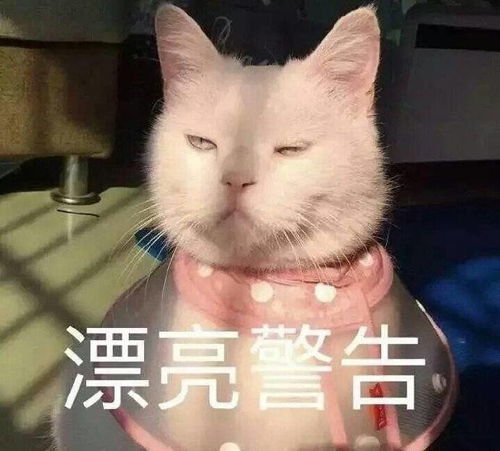 章子怡泡面只吃四口,佟丽娅油菜蘸醋吃,你不知道女明星为了保持身材有多狠