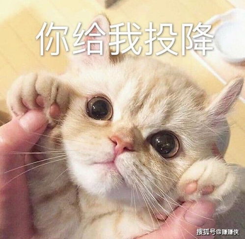 表情包上分的事就交给你了,拜托轻一点哦