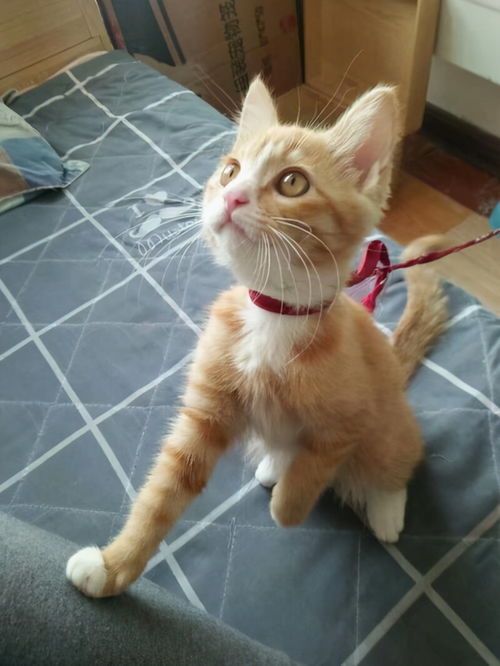 自从养了猫,懒觉就变成了奢侈品