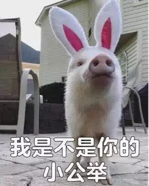 谁说猪都好吃懒做,表情包里的它们简直是万能萌神