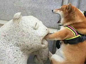 美女主播跟猴子合影结果猴子动凡心,抱得美人归