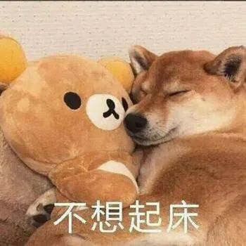 起床了吗表情包赖床