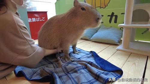 水豚情绪稳定,为什么它有治愈心灵的魔力