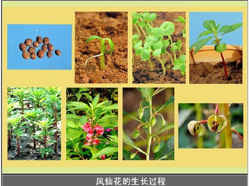 开花了,结果了同步课件
