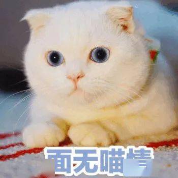 超可爱的喵星人表情包给超可爱的你