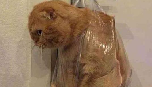 橘猫偷吃小鱼干,被主人关禁闭,表情亮了铲屎的你皮痒了