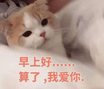 搞笑家有猫小姐一枚,除了要吃的,平时心高气傲