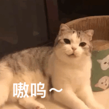 猫咪表情包动图合集猫猫灵机一动