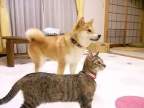 什么柴犬和猫都谈恋爱了还有什么不可能
