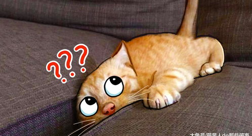 谁说猫咪高冷了它们一旦犯傻起来,连它们自己都会害怕