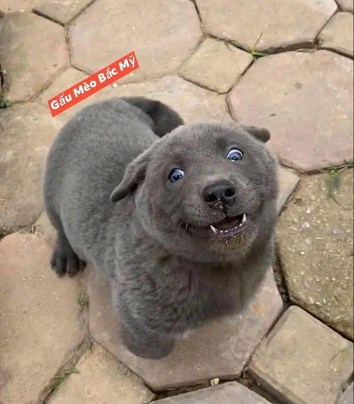 据说是蓝猫和二哈的混血宝宝这只越南小狗凭表情包火遍全网