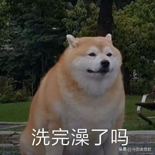 你不行啊小老弟表情包狗狗