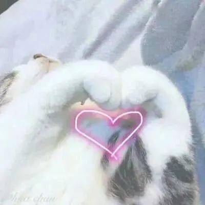 小猫半夜扰人乱叫,究其原因是