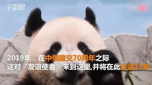 大熊猫如意和丁丁在莫斯科受欢迎游客络绎不绝