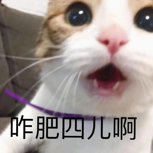 表情包抱歉,我的美貌给你带来负担了