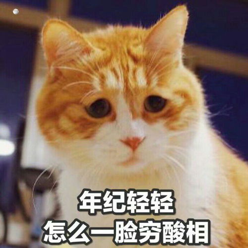 小可爱图片表情包表情
