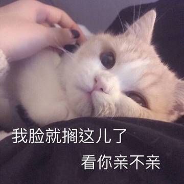 520有什么适合情侣之间发的表情包