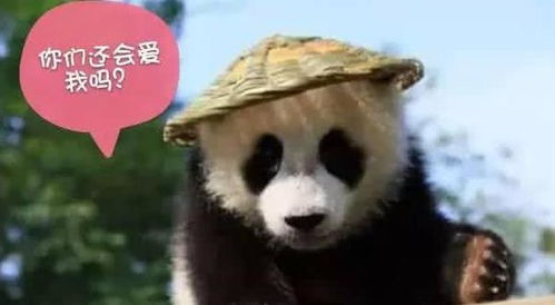 国宝大熊猫被降级啦,不过原因是让人高兴的
