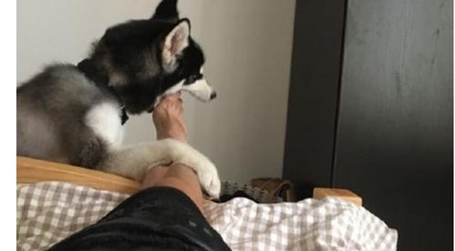 哈士奇叫主人起床,不幸咬到了主人的臭脚丫,表情变化把人笑喷