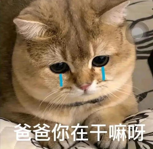 分享一些跟父亲发的表情包