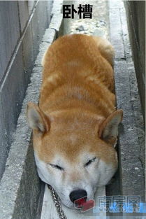 盖被子表情包柴犬
