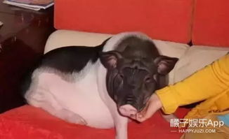 橘子娱乐继吸猫吸狗之后又开始流行吸猪,这只中国网红猪竟然红到了国外