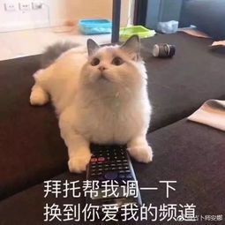 请回答2018地产星座物语下