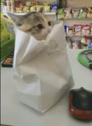 搞笑猫咪表情包gif