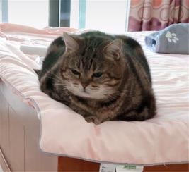 猫咪太胖,伸腿挠痒够不着,猫我这身材基本告别挠痒了