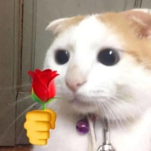 猫猫拿玫瑰花表情包