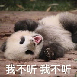 17岁少年离家出走,滚滚怪我了