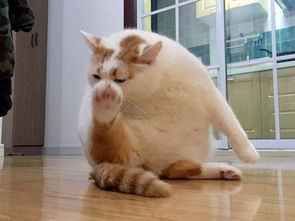 猫咪挠痒痒表情包洗澡