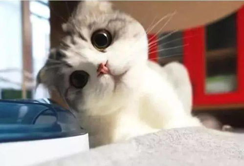 因为体型太胖,猫咪坐婴儿车时被卡到,手足无措的样子笑翻主人