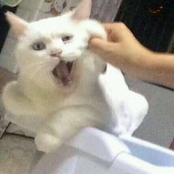 你有哪些关于猫狗的表情包