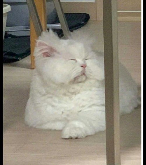 猫咪醒来后一脸犯困的表情,头发都炸起来了,好像刚起床的我