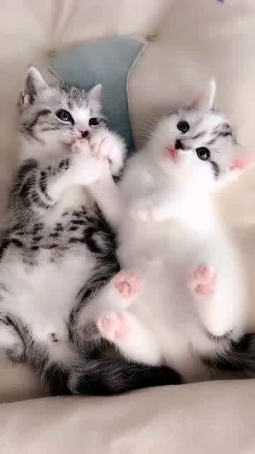 这两只小猫咪,看起来很友好的样子,玩的挺开心