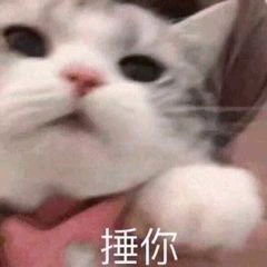 猫猫表情包