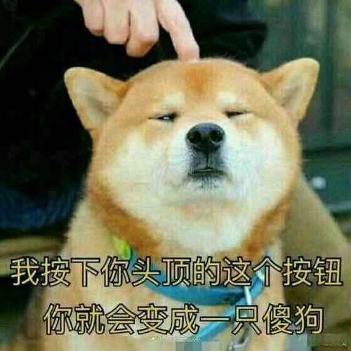 我按下你头顶的这个按钮,你就会变成一只傻狗斗图表情包精选20170804斗图表情