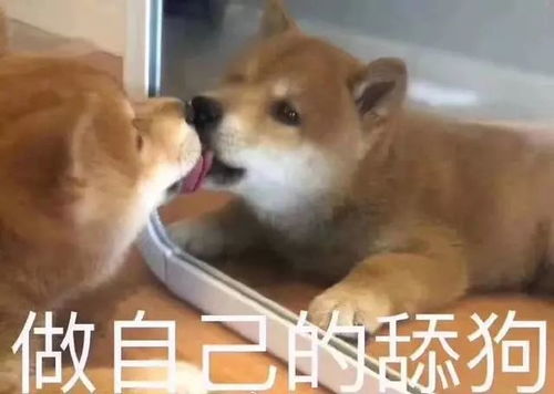 表情包好了你不要再说了