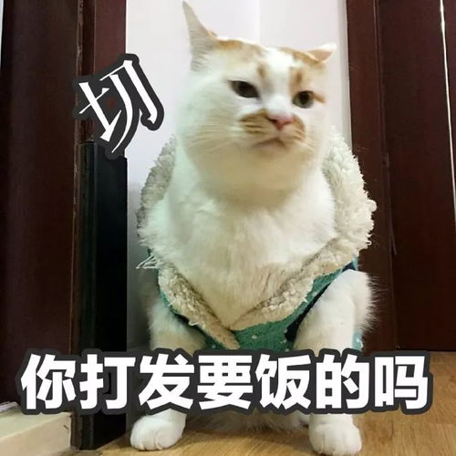 每日吸猫净化灵魂