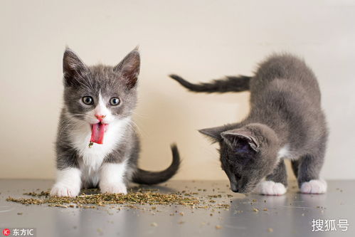 嗑大了看萌喵吃猫薄荷飘飘欲仙表情太销魂