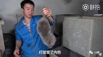 笑到泪奔竹鼠表情包窜上热搜吃它有一百种理由漂亮抑郁中暑