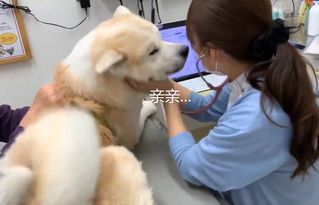 秋田犬去打针见到医生就笑,原来是喜欢人家了,太有小心思了