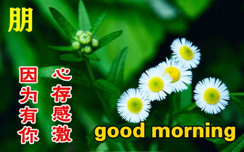 周二早上好最新版漂亮星期二早安祝福语表情图片大全问候语段句子
