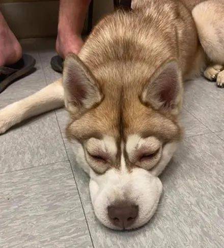 哈士奇玩蜜蜂肿成猪头,带它去打针时表情超怨念,笑喷了